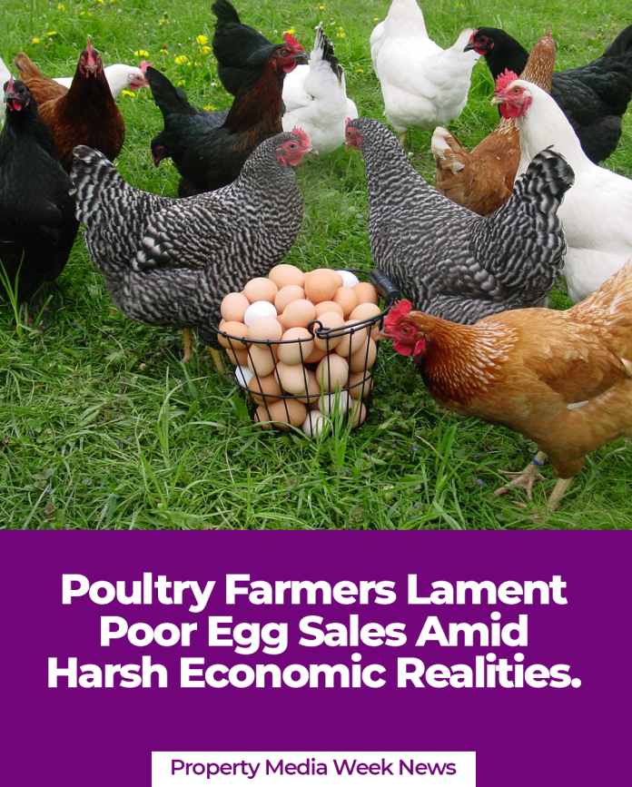 Poultry Farmers Lament Poor Egg Sales Amid Harsh Economic Realities